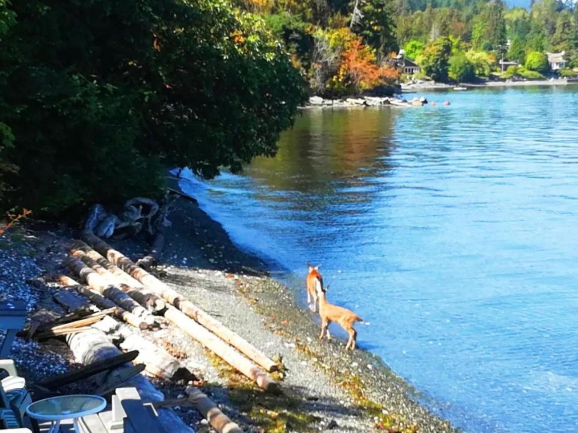 Walkon Waterfront Castle Cove Inn Chemainus Dış mekan fotoğraf